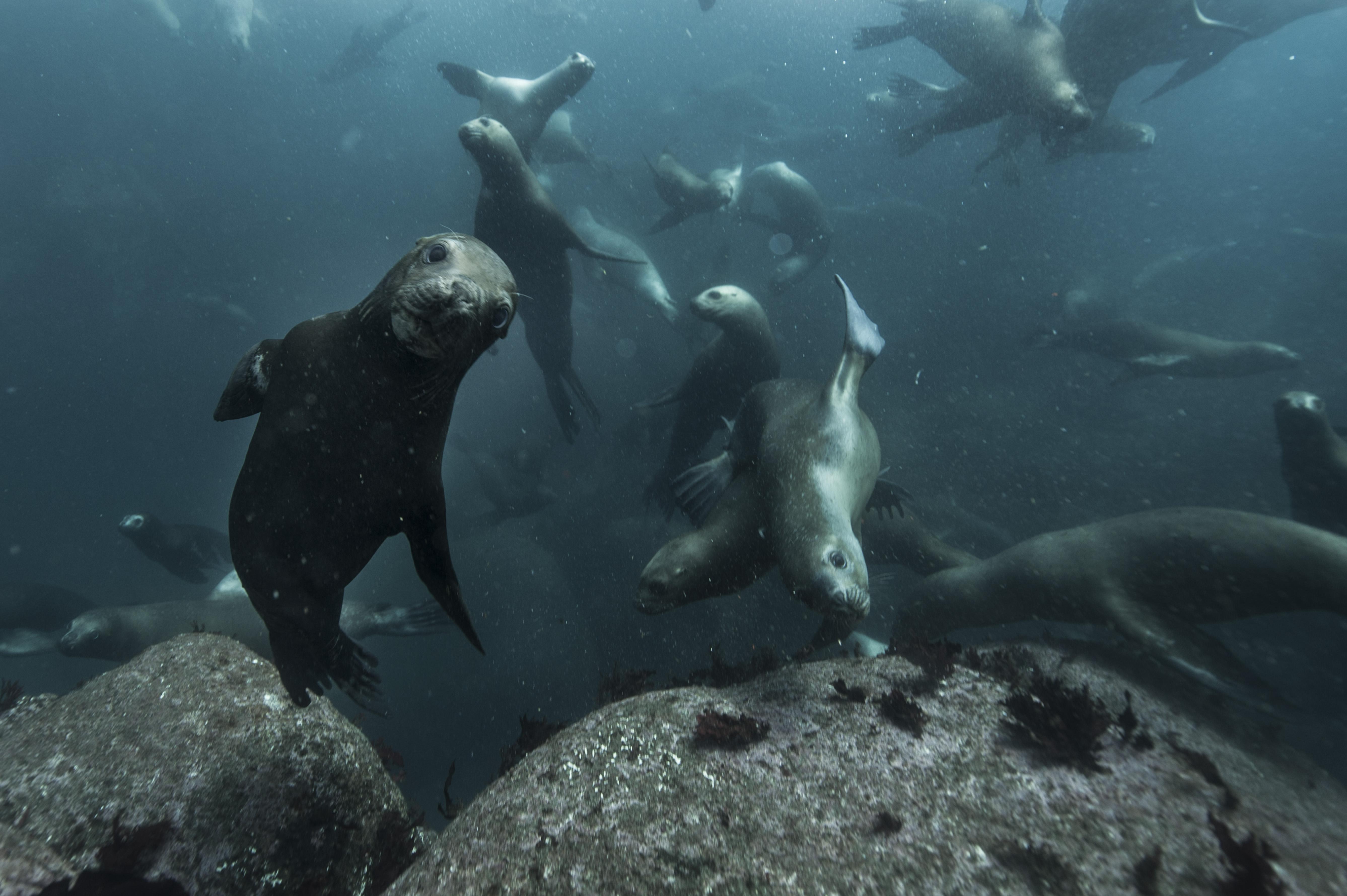 Um grupo de leões-marinhos brinca debaixo d’água na costa da Reserva Costeira Valdiviana.