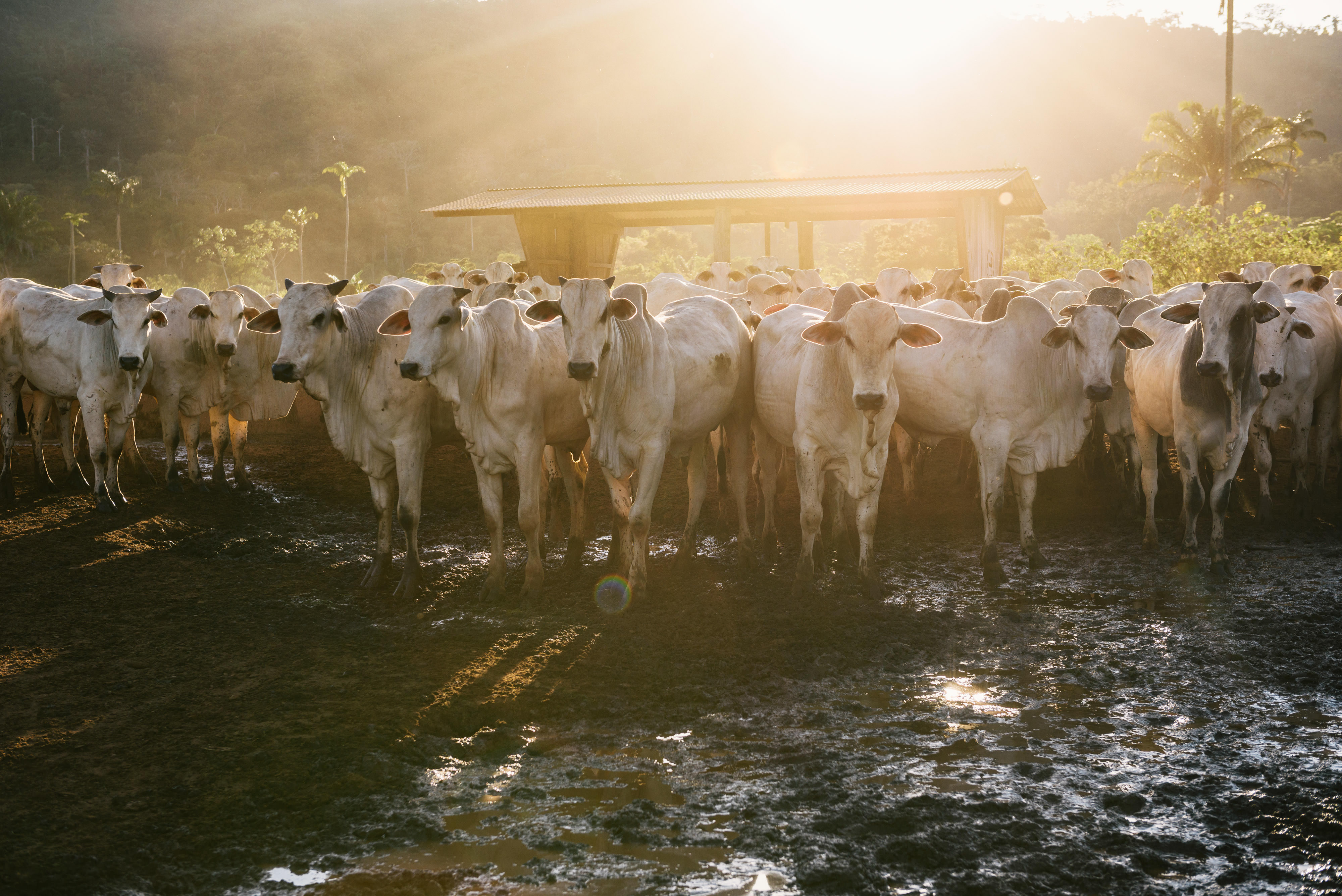Gado na Fazenda Santa Vitória, em São Félix do Xingu, no Pará.