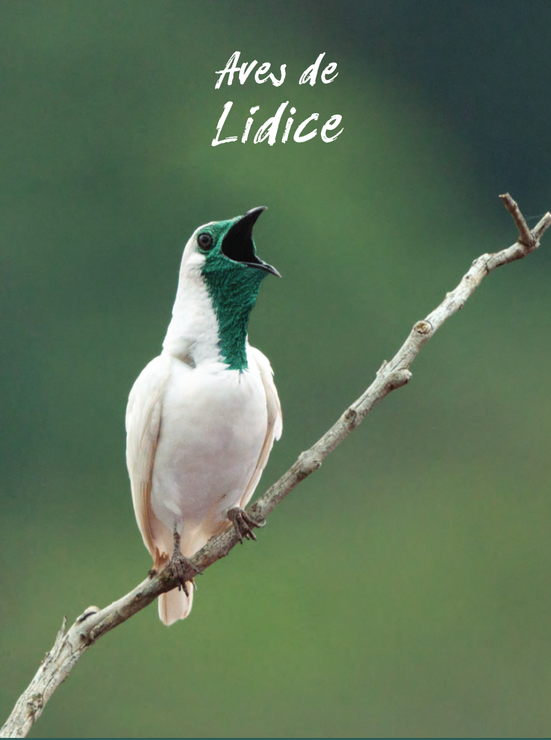 Guia de identificação de aves na região de Lídice, distrito de Rio Claro-RJ. Após trabalho de restauração florestal o número de espécies voltou a crescer na região.