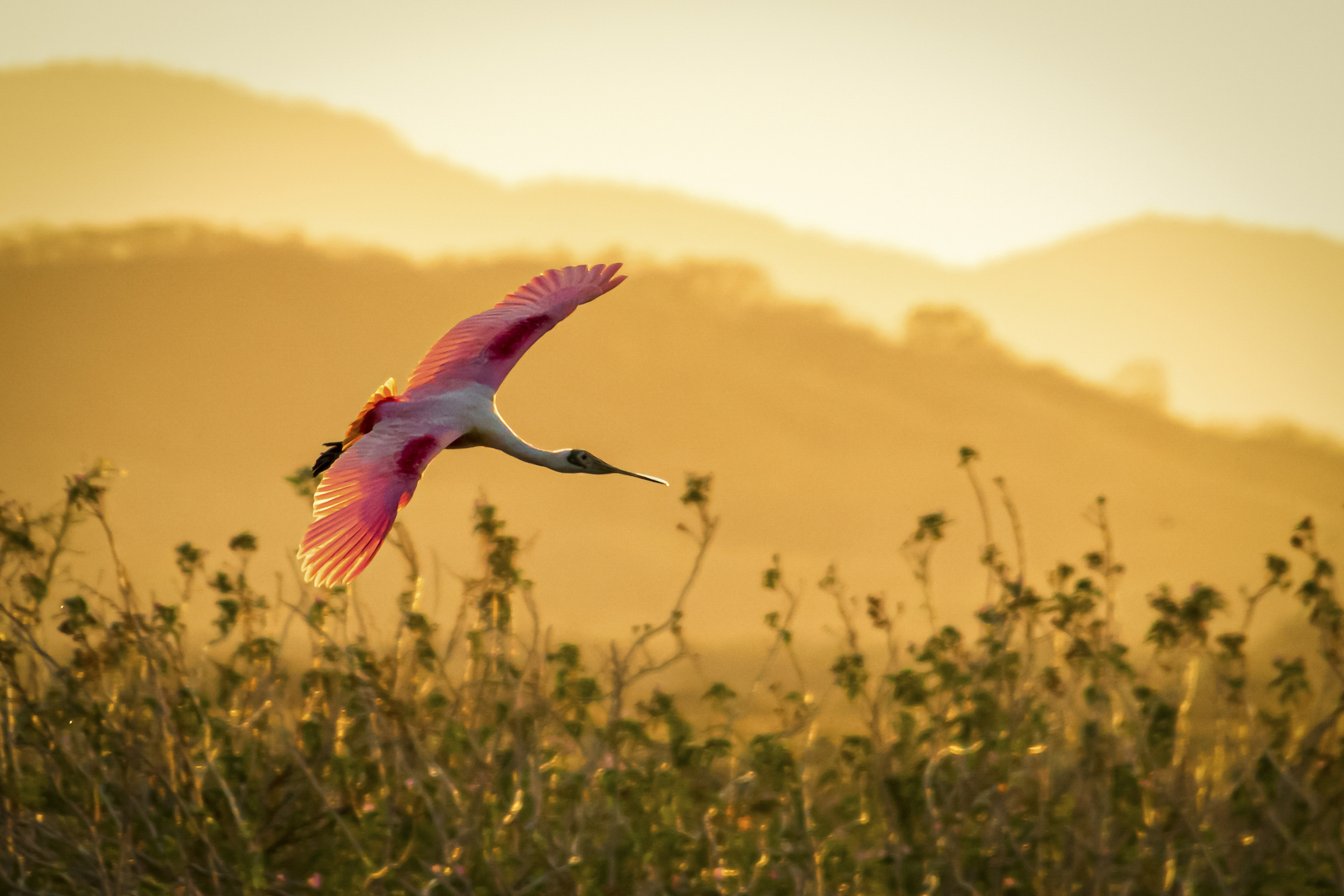 Ave de porte médio e tons rosados sobrevoando um campo ao entardecer na Costa Rica.
