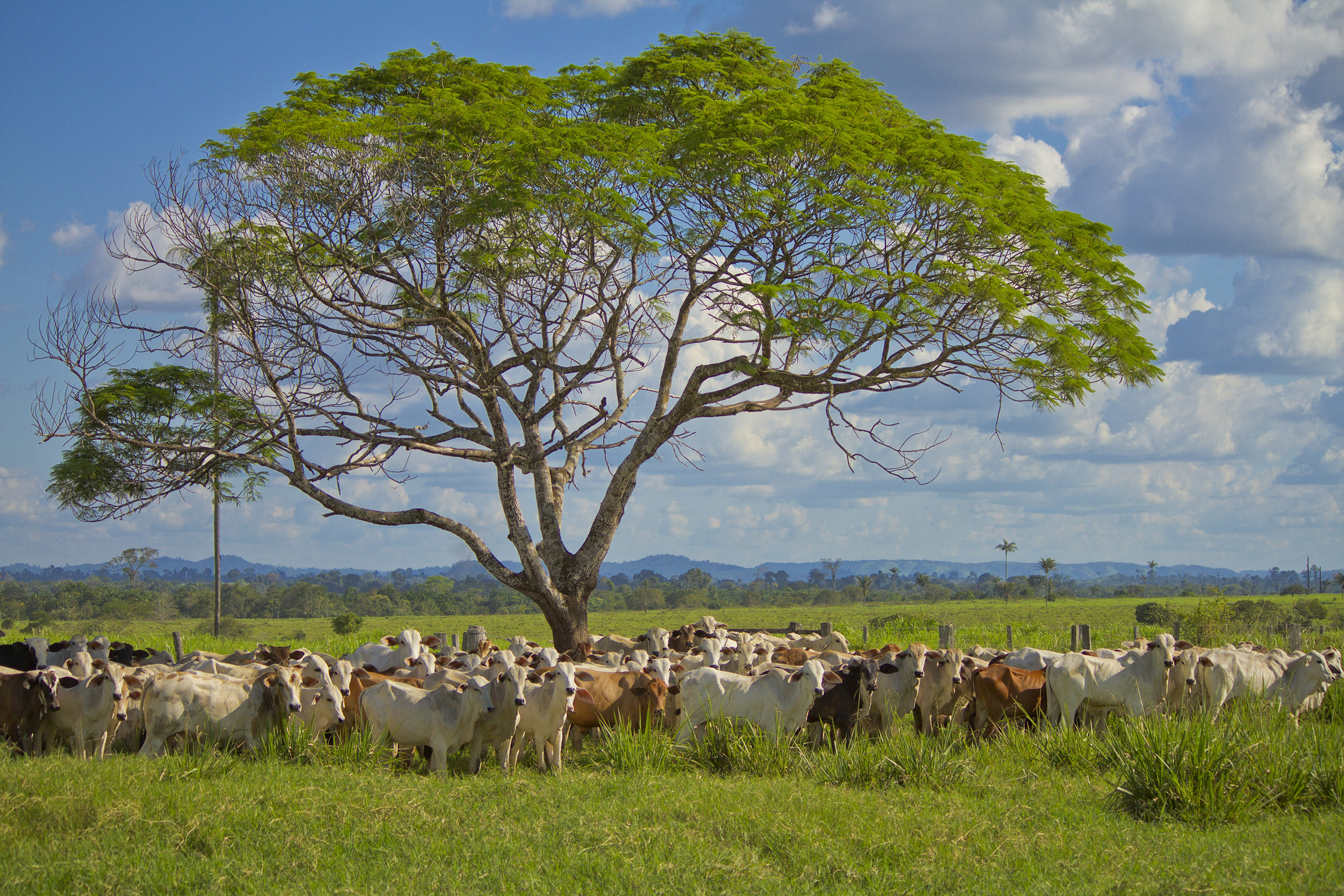 Gado pastando em um campo verde ao redor de uma árvore, sob um céu claro, no Brasil.